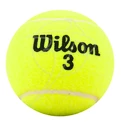Tennisbälle Wilson Championship (4 St)