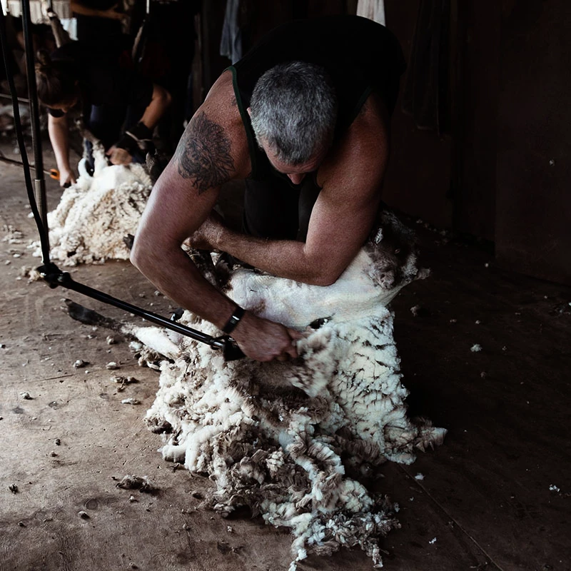 Von einem Schaf erhält man bei der Schur zwischen 2 und 6,5 kg Merinowolle. Bei einem Schafbock können es 10–12 kg sein.