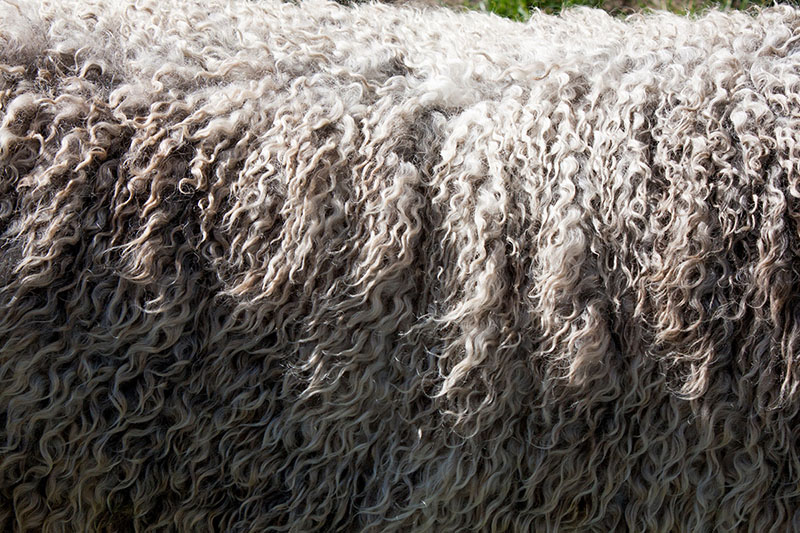 Merinoschafe können hohe Temperaturunterschiede verkraften, weshalb ihre Wolle so widerstandsfähig ist.